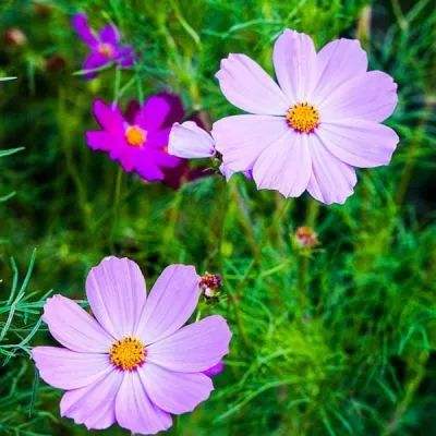 365平台下载手机版